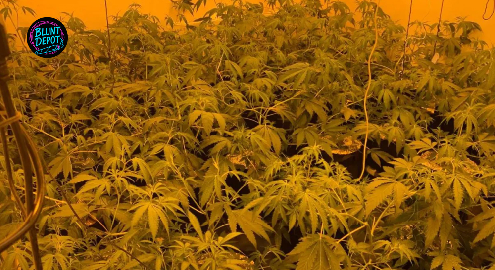 A dense canopy of green cannabis plants growing under warm indoor lights.