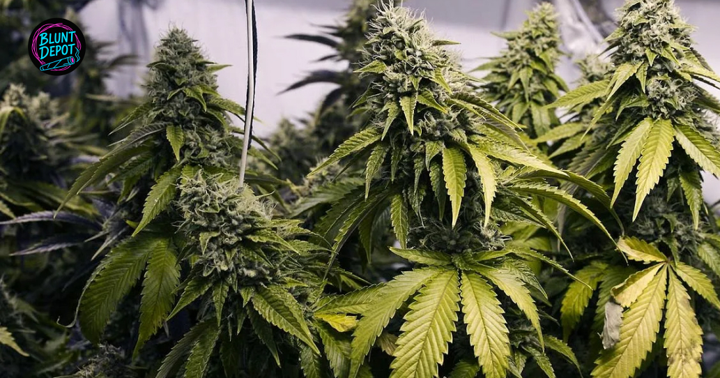 Indoor Flowering Room