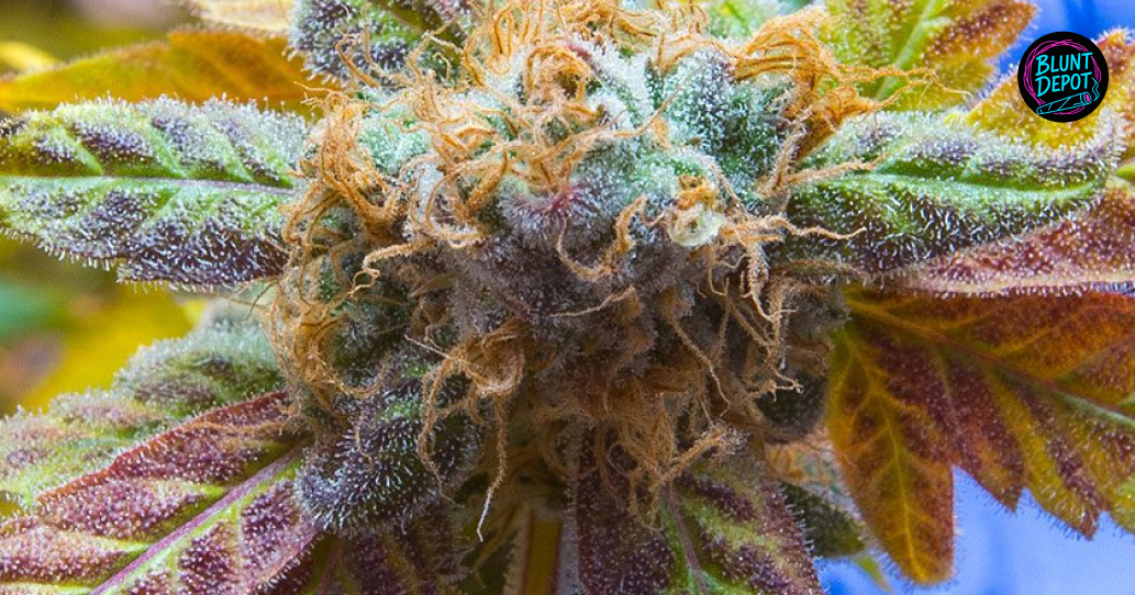 Close-up of a frosty cannabis bud with purple leaves and orange hairs.