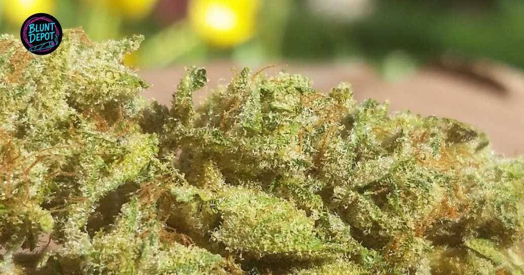 Macro Trichome Detail