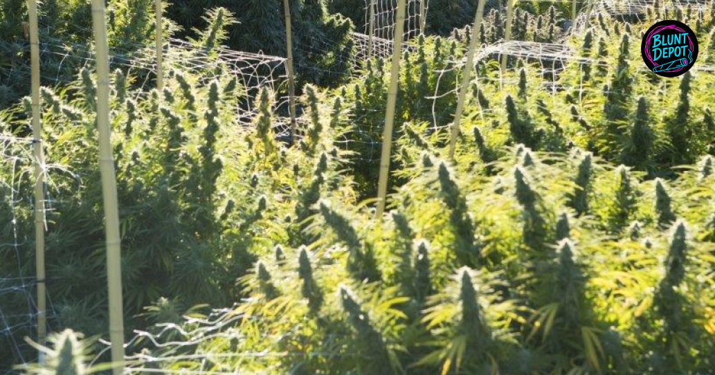 organic sun grown heritage farm