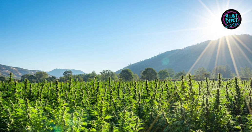 Outdoor Cannabis Farm Sunset