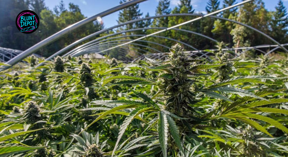 Outdoor Canopy Greenhouse