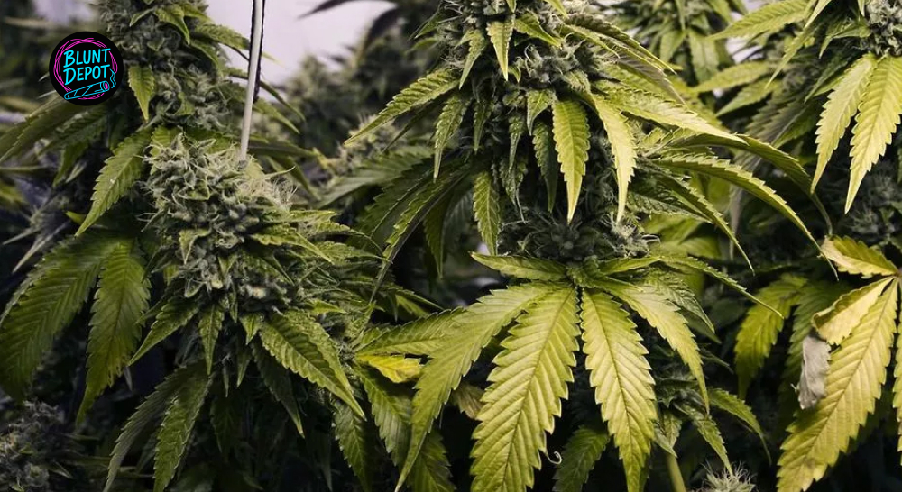 Peak Flowering Stage