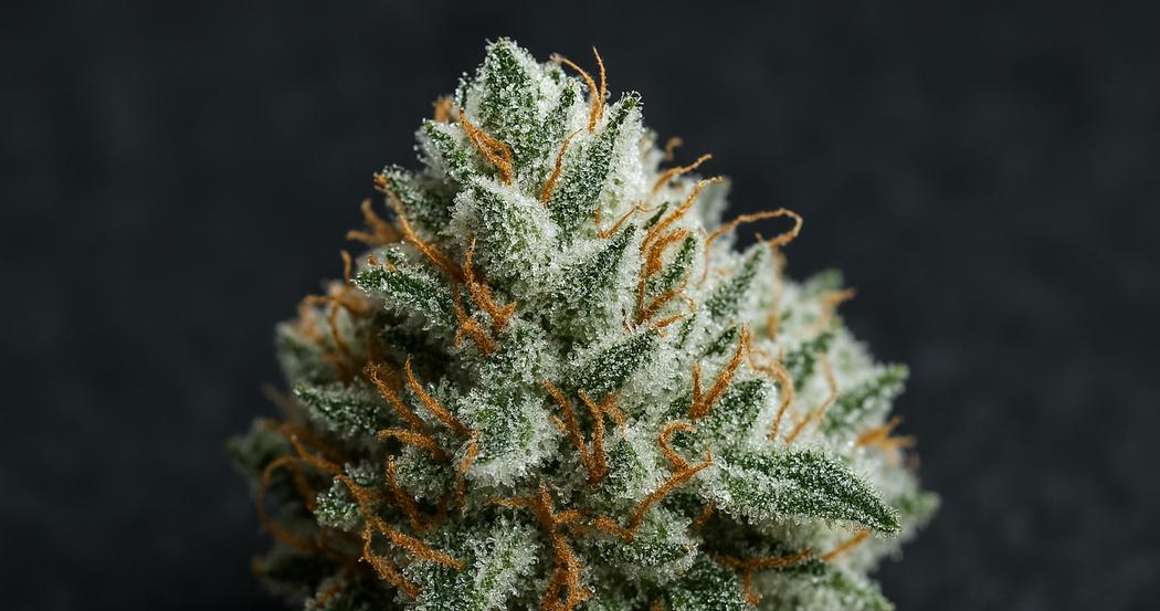 AI Generated Image: Macro close-up of cannabis bud with milky frost crystalline trichomes on a charcoal matte background, three-quarter angle, studio lighting.