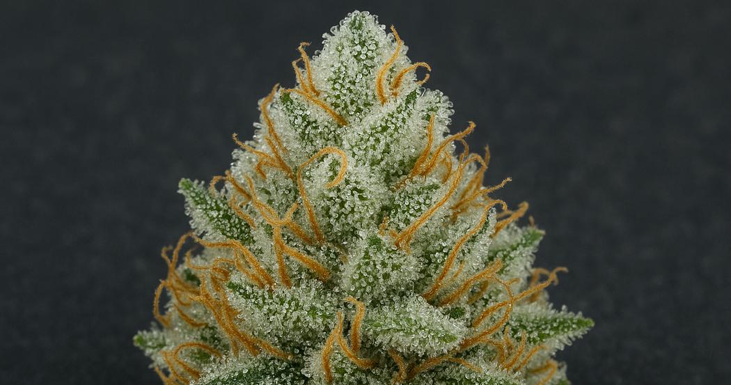 AI Generated Image: Macro close-up of a cannabis bud with dense milky and amber trichomes on a matte charcoal background, showing intricate crystalline details.