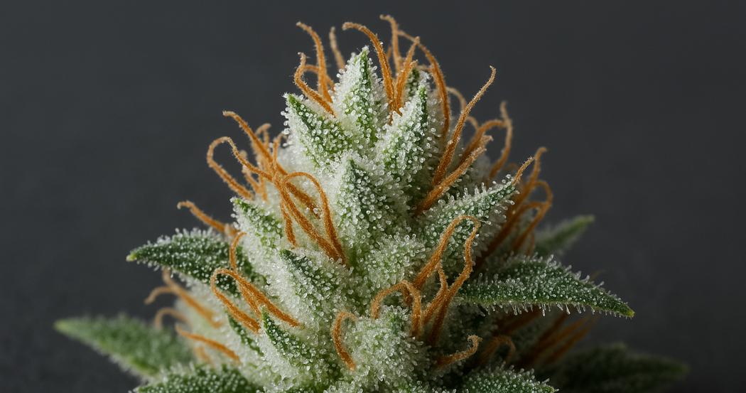 AI Generated Image: Detailed macro image of cannabis bud covered in milky and amber trichomes on dark charcoal background with soft studio lighting.