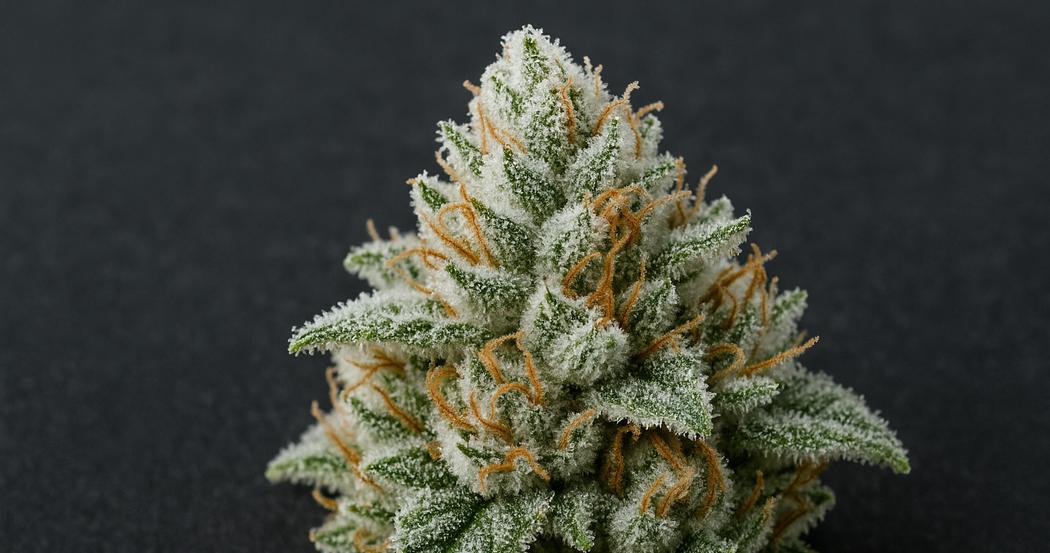 AI Generated Image: Close-up macro image of a cannabis bud covered in milky crystalline trichomes on a matte charcoal background