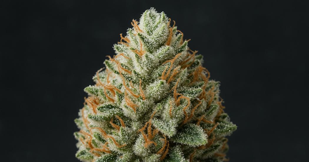 AI Generated Image: Studio macro close-up of cannabis bud showing milky frosted trichomes and rich texture on charcoal background