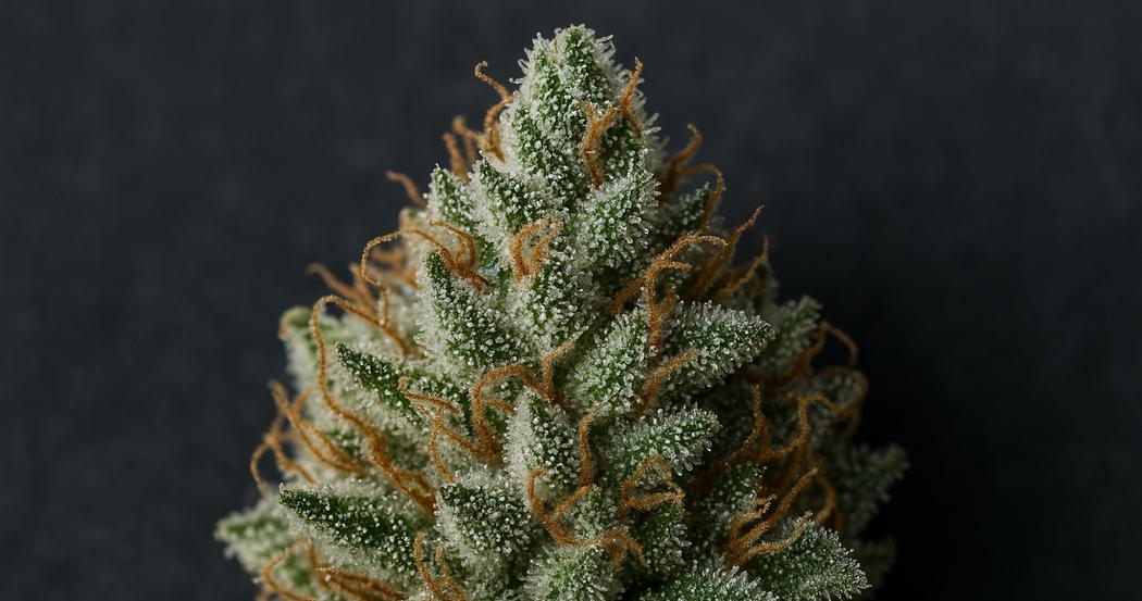 AI Generated Image: Macro three-quarter view of a cannabis bud densely covered with milky amber trichomes against a matte charcoal background, showing sparkling resin crystals in sharp focus.