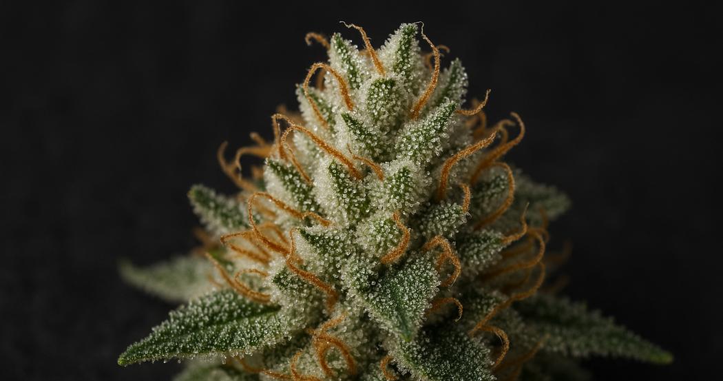 AI Generated Image: Detailed macro of cannabis bud covered in milky crystalline trichomes on a dark charcoal background, showing texture and resin with three-quarter lighting.