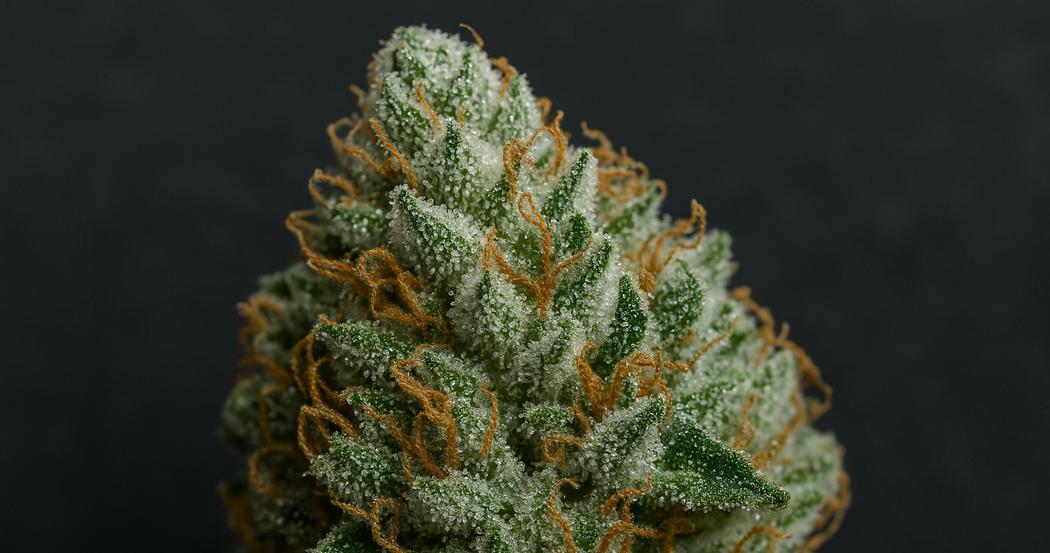 AI Generated Image: Tack-sharp studio macro image of cannabis bud with milky crystalline trichomes on matte charcoal background