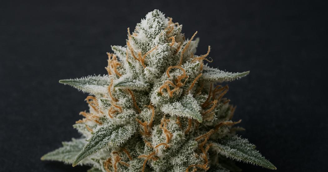 AI Generated Image: Macro studio photograph of cannabis bud with milky frost trichomes on charcoal backdrop in sharp focus and three-quarter angle.