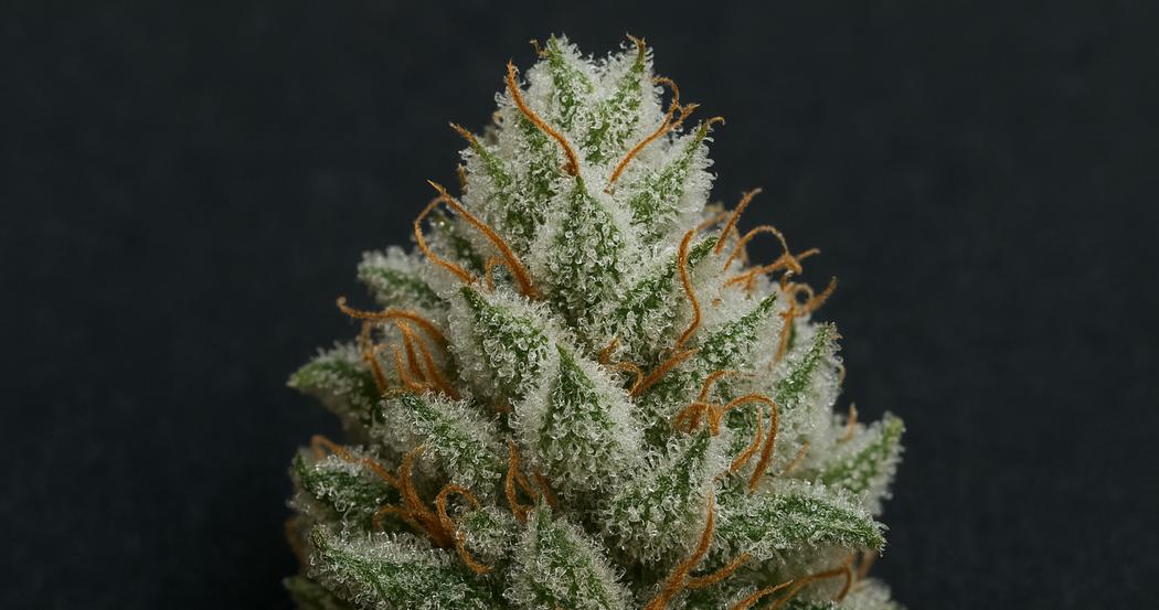 AI Generated Image: Macro studio shot of a cannabis bud with milky trichomes on a matte charcoal background, showing sparkling resin crystals in sharp focus.