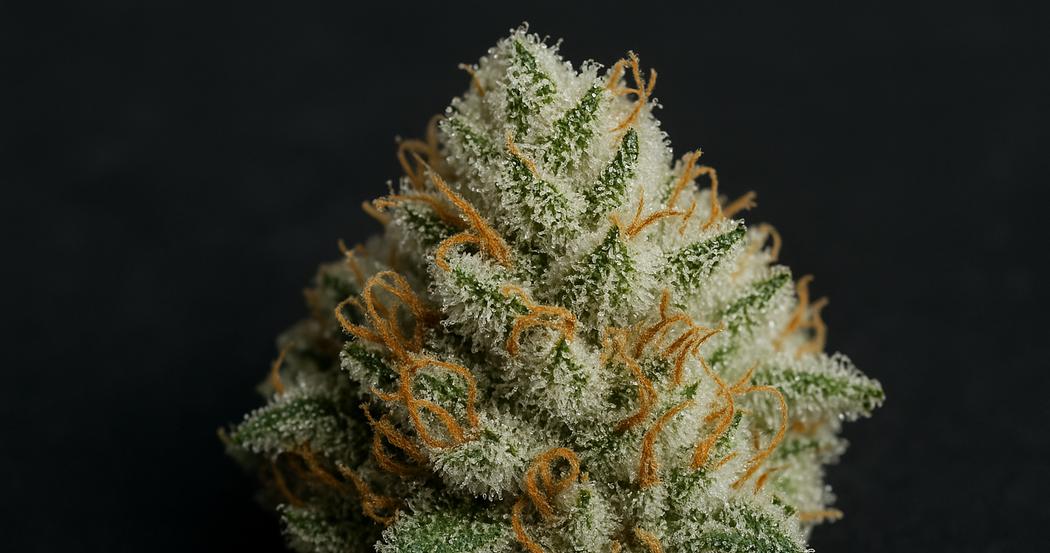 AI Generated Image: Close-up macro photograph of a cannabis bud with dense milky trichomes and sparkling resin crystals on a matte charcoal background.