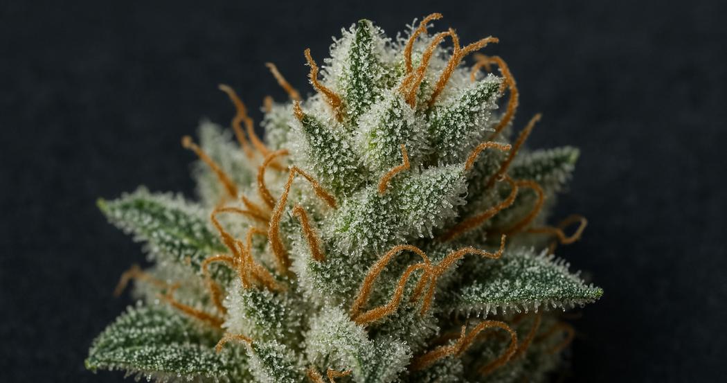 AI Generated Image: Tack-sharp macro close-up of cannabis bud covered in milky frost trichomes on a matte charcoal background