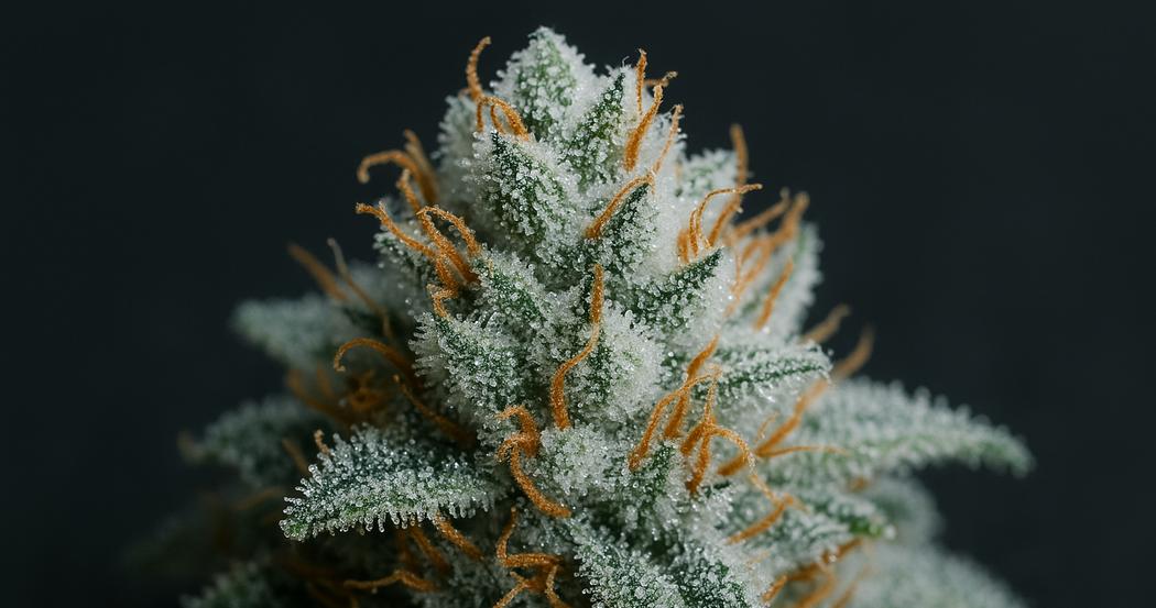 AI Generated Image: Close-up macro image of cannabis bud covered in milky crystalline trichomes on charcoal background with soft diffused studio lighting