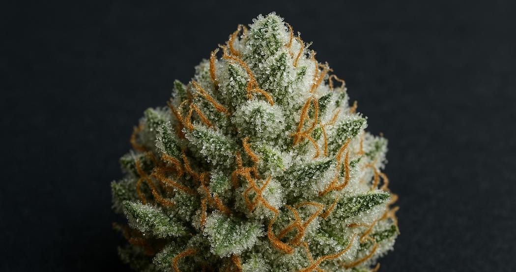 AI Generated Image: Macro three-quarter close-up of a cannabis bud covered in milky crystalline trichomes on a matte charcoal background with soft studio lighting.