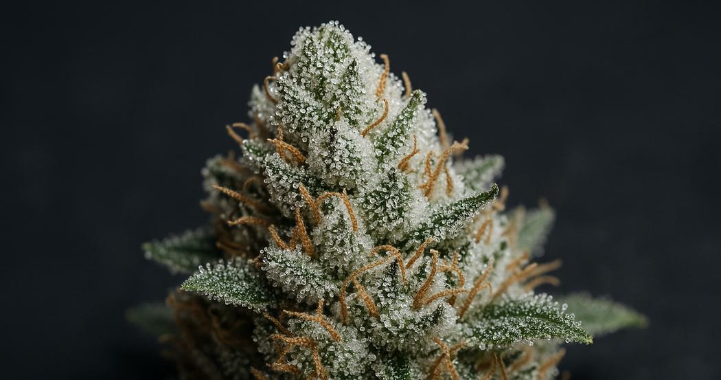 AI Generated Image: Macro close-up of a cannabis bud densely coated in milky crystalline trichomes and sparkling resin on a matte charcoal background