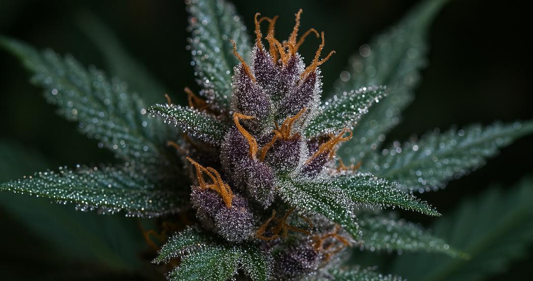 AI Generated Image: Macro studio photograph of a cannabis flower on the plant with sparkling resin trichomes on a neutral light-gray backdrop, side profile angle.