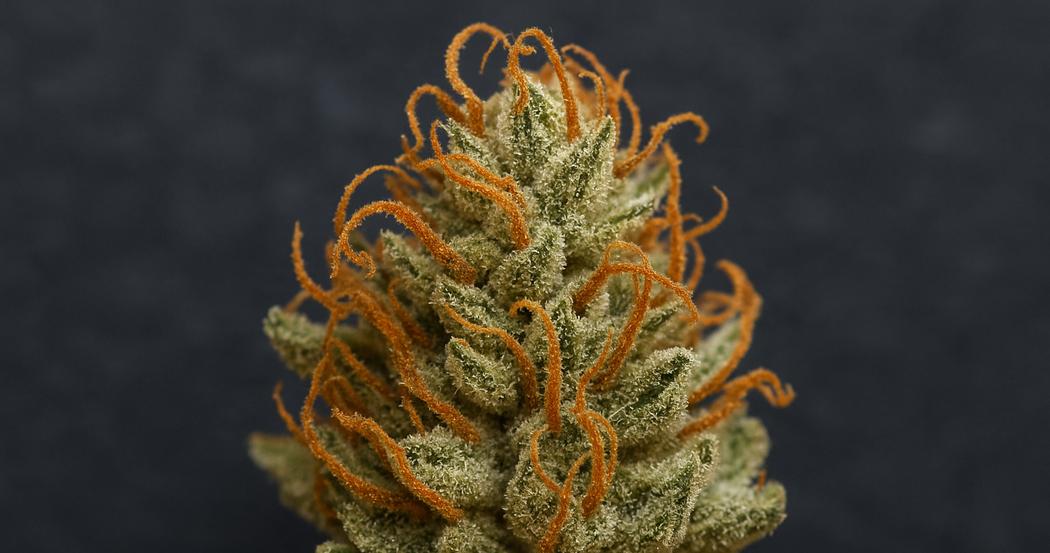AI Generated Image: Top-down macro image of drying cannabis flower with curling orange pistils and sparkling resin on charcoal background, studio lighting.
