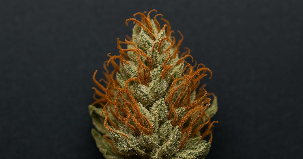 AI Generated Image: Macro photograph of a drying cannabis flower with sparkling resin and curling orange pistils on a matte charcoal background