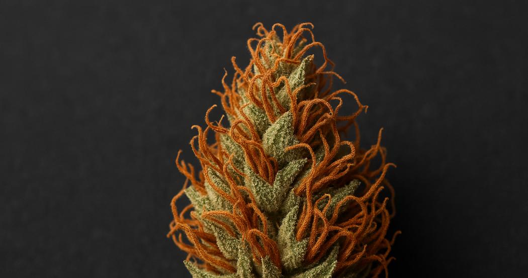 AI Generated Image: Detailed top-down macro image of a drying cannabis flower with crystal trichomes and curling orange pistils on a charcoal background.