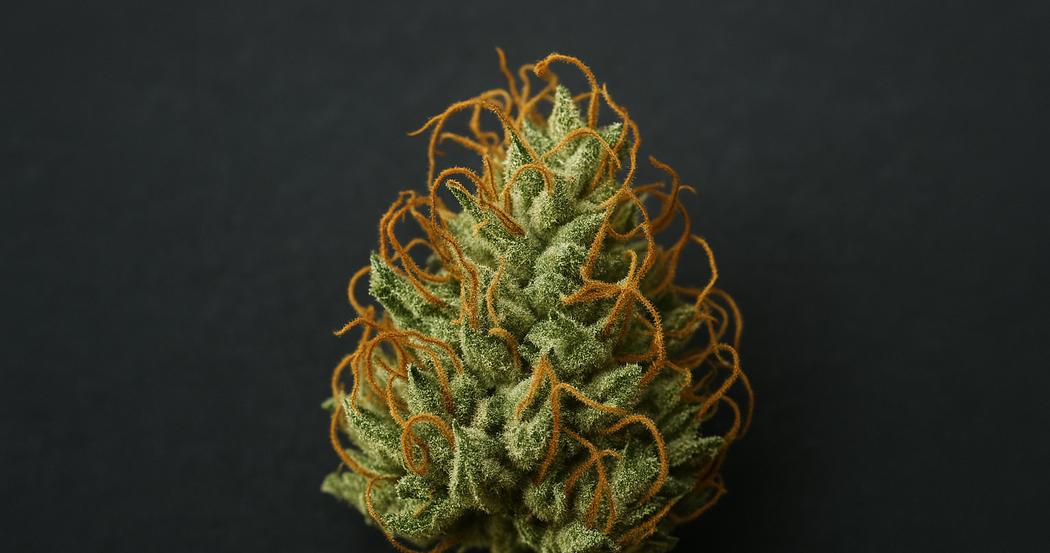 AI Generated Image: Top-down macro of drying cannabis flower with amber frost and curling orange pistils on dark charcoal background, cool toned and highly detailed.