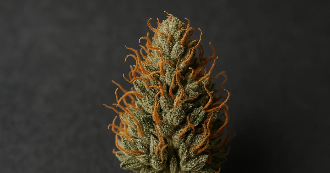 AI Generated Image: Macro studio photograph of a drying cannabis flower with curling orange pistils and crystal-coated surface on a charcoal background