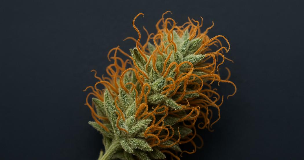 AI Generated Image: Top-down macro view of a drying cannabis flower with crystal-coated surface and curling orange pistils on a matte charcoal background
