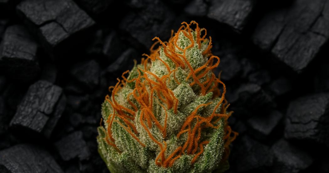 AI Generated Image: Macro studio image of drying cannabis flower with curling orange pistils and crystal trichomes, top-down 15° view on charcoal backdrop.