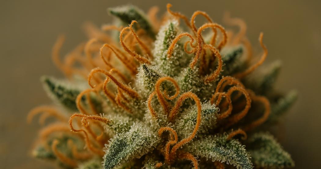 AI Generated Image: Top-down macro view of drying cannabis flower with curling orange pistils and crystal-coated surface on matte charcoal background with cool lighting.