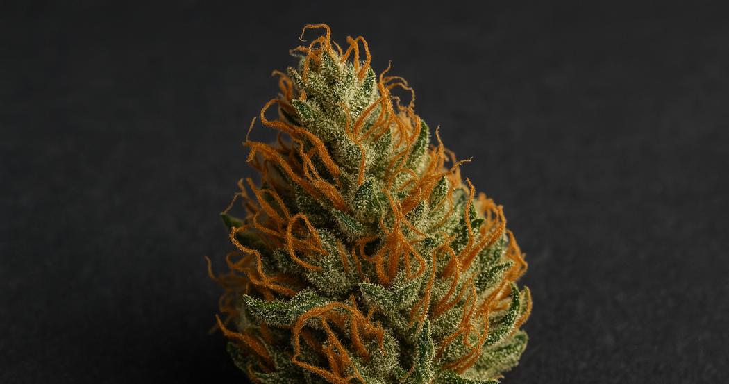 AI Generated Image: Top-down macro shot of a drying cannabis flower with sparkling resin crystals and curling orange pistils on a matte charcoal background.
