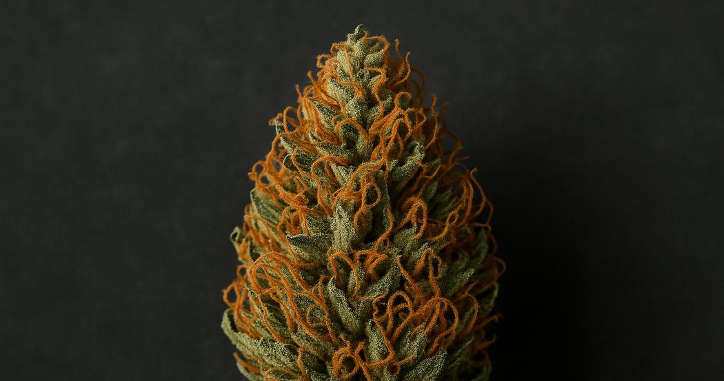 AI Generated Image: Macro top-down view of a drying cannabis flower with curling orange pistils and crystal resin on a matte charcoal background.