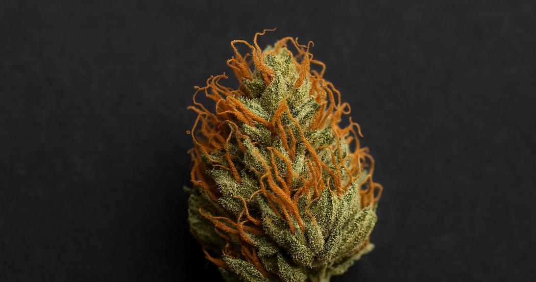 AI Generated Image: Top-down macro image of a drying cannabis flower with crystal-coated surface and curling orange pistils on a matte charcoal background.