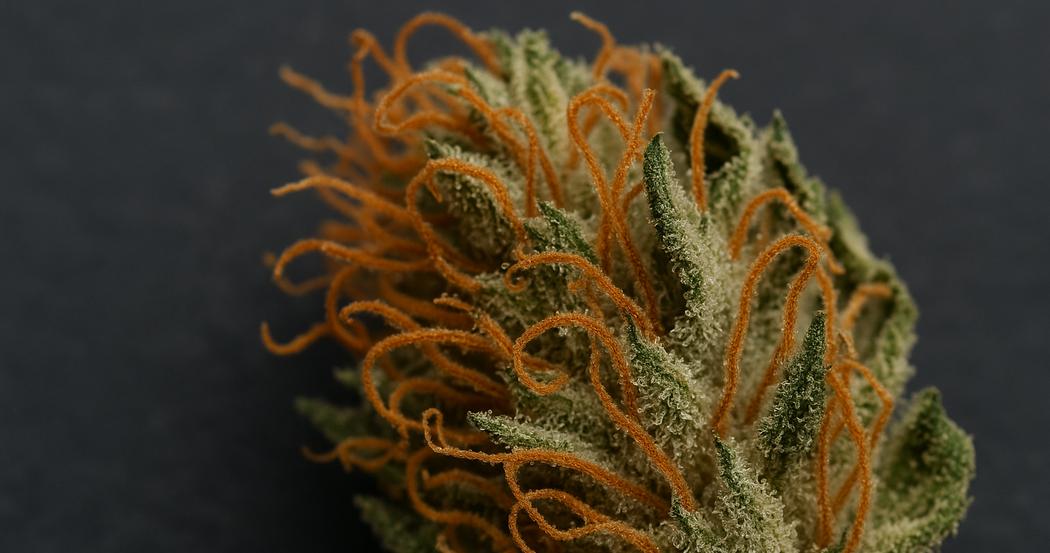 AI Generated Image: Top-down macro shot of drying cannabis flower with crystal trichomes and curling orange pistils on matte charcoal background