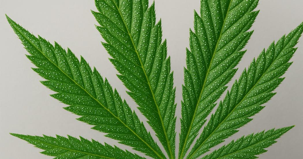 AI Generated Image: Low side macro close-up of cannabis leaf showing fine serrations and sparkling trichomes on neutral light-gray background