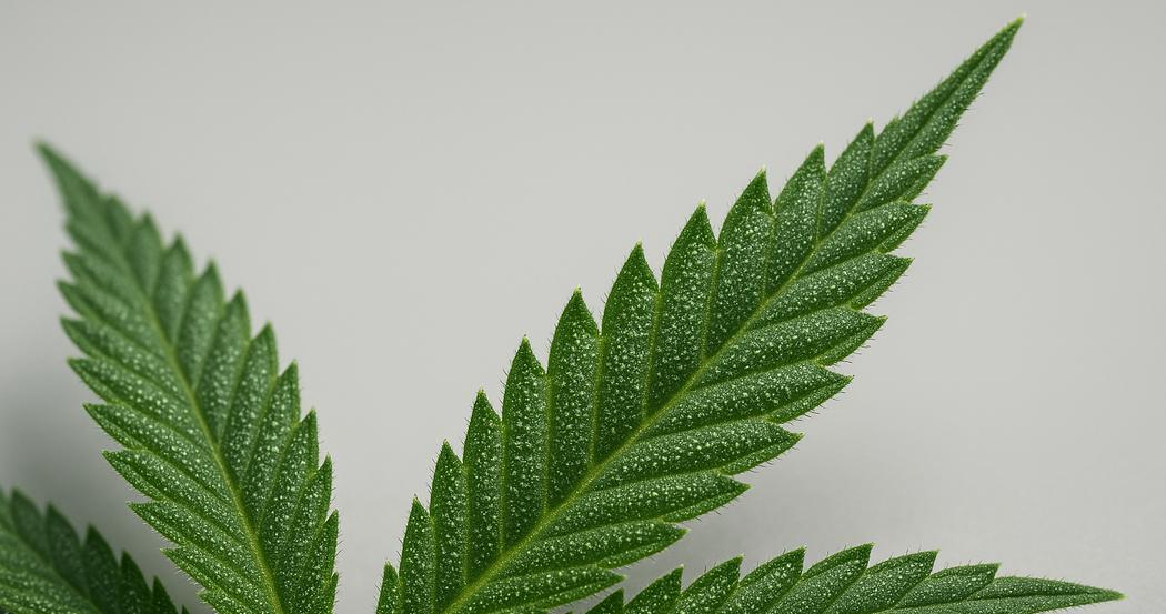 AI Generated Image: Close-up macro of cannabis leaf showing fine serrations and sparkling trichomes against light gray background