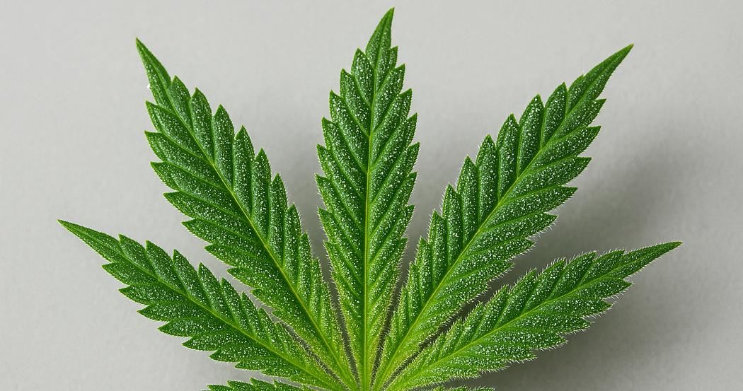 AI Generated Image: Macro low side angle shot of a cannabis leaf showing fine serrations and sparkling resin trichomes on a light-gray background.