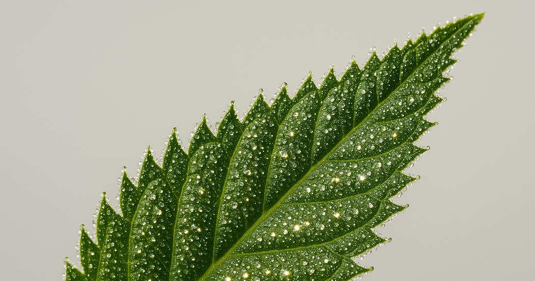 AI Generated Image: Macro top-down view of cannabis leaf showing fine serrations and sparkling resin trichomes on a neutral light-gray background.
