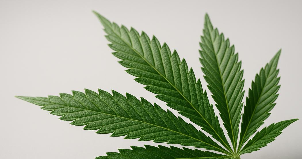 AI Generated Image: Macro low side angle image of cannabis leaf highlighting fine serrations and trichomes on a neutral light gray background