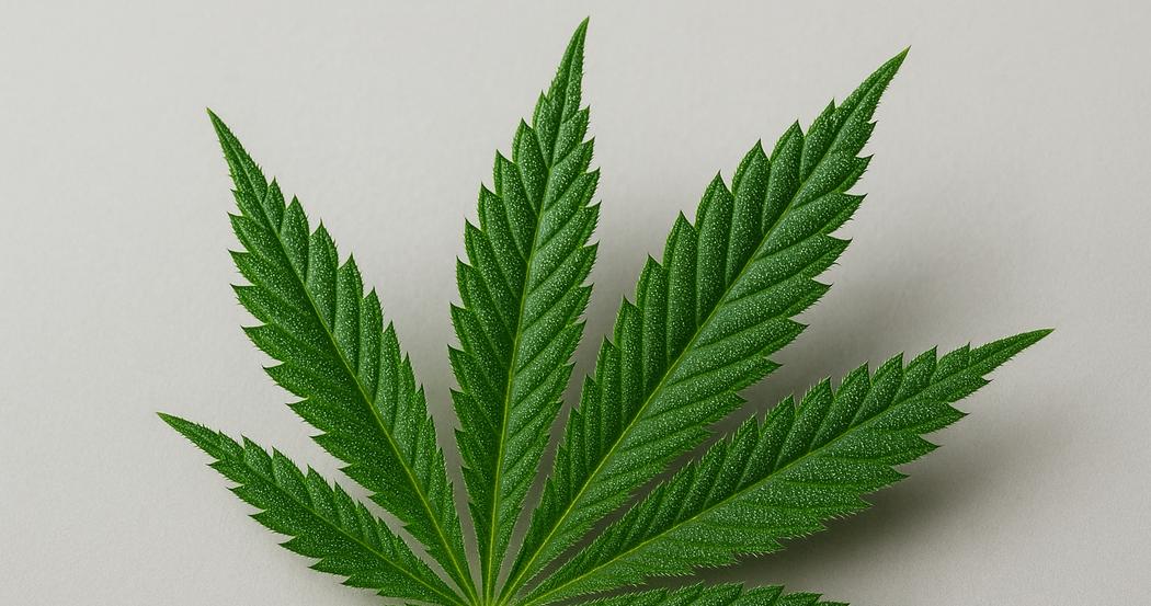 AI Generated Image: Macro low side angle view of a cannabis leaf showing fine serrations and trichomes on a matte light-gray background.