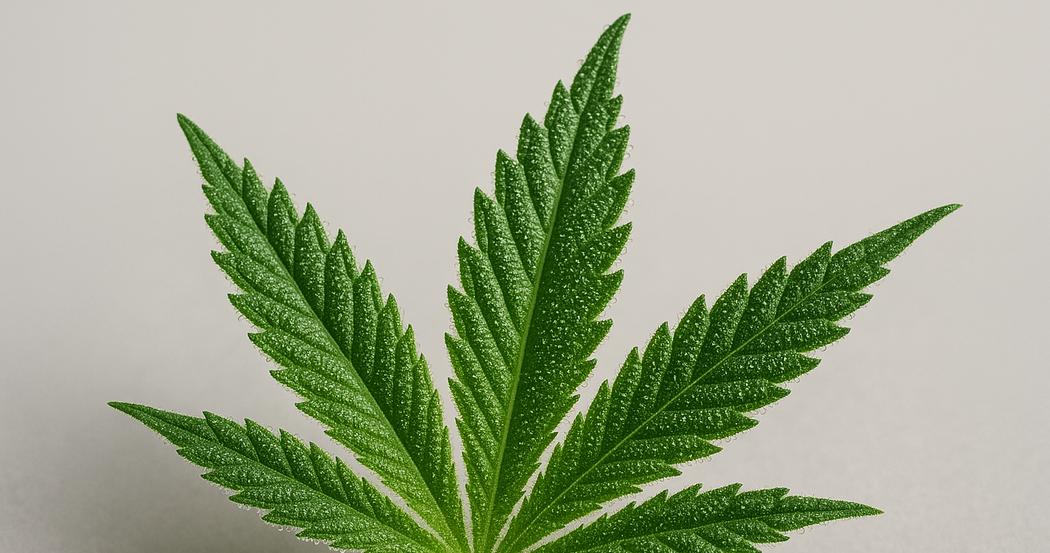 AI Generated Image: Macro low side 20° shot of cannabis leaf detail with fine serrations and visible trichomes on matte light-gray background