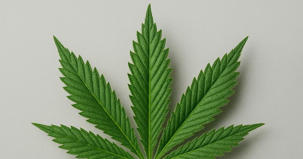 AI Generated Image: Macro top-down studio shot of cannabis leaf with fine serrations and visible trichomes on neutral light-gray backdrop