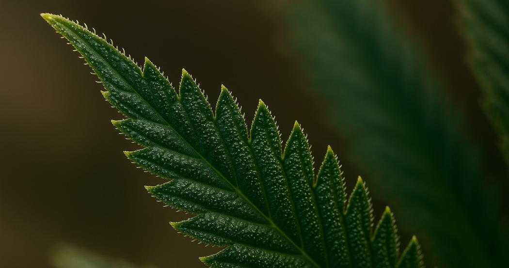 AI Generated Image: Macro low side angle of a cannabis leaf showing fine serrations and visible trichomes against a light gray background