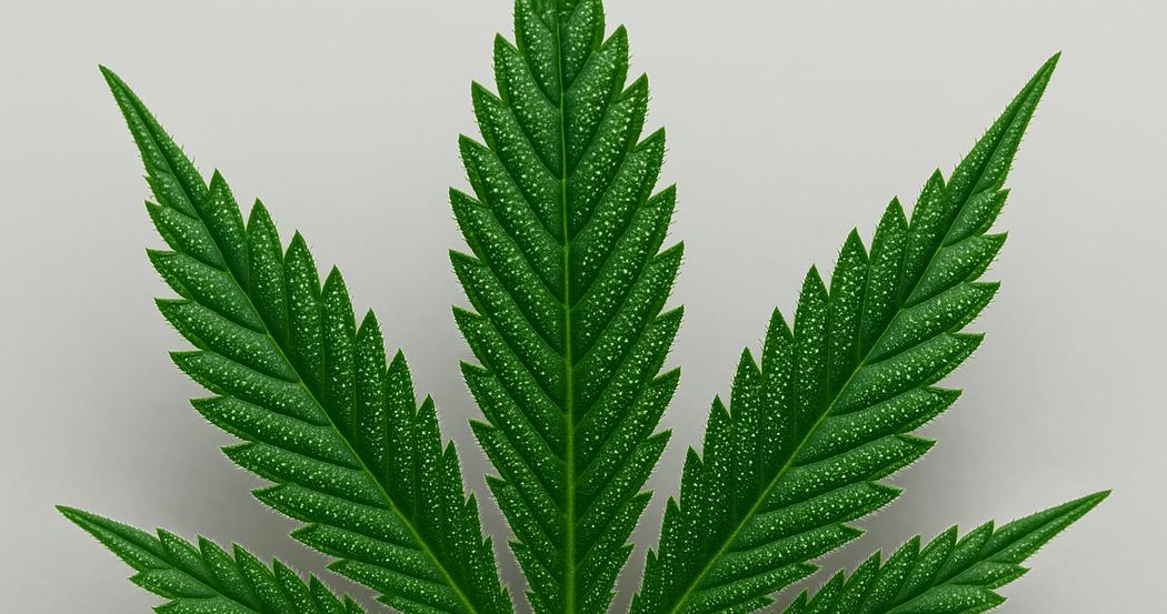 AI Generated Image: Macro low side angle shot of a cannabis leaf highlighting fine serrations and visible trichomes against a neutral light-gray background