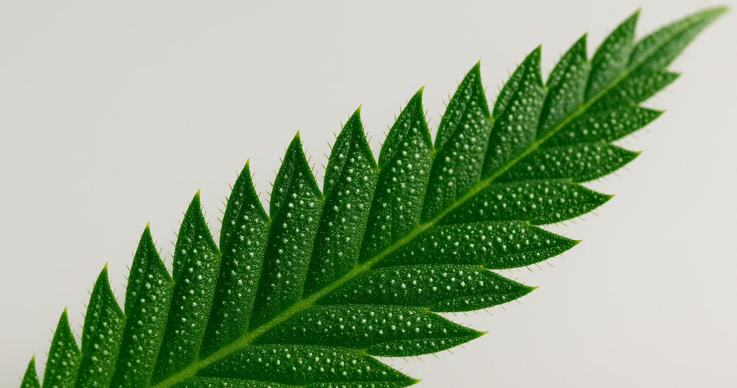 AI Generated Image: Low side angle macro image of cannabis leaf showing fine serrations and milky trichomes on a light-gray background