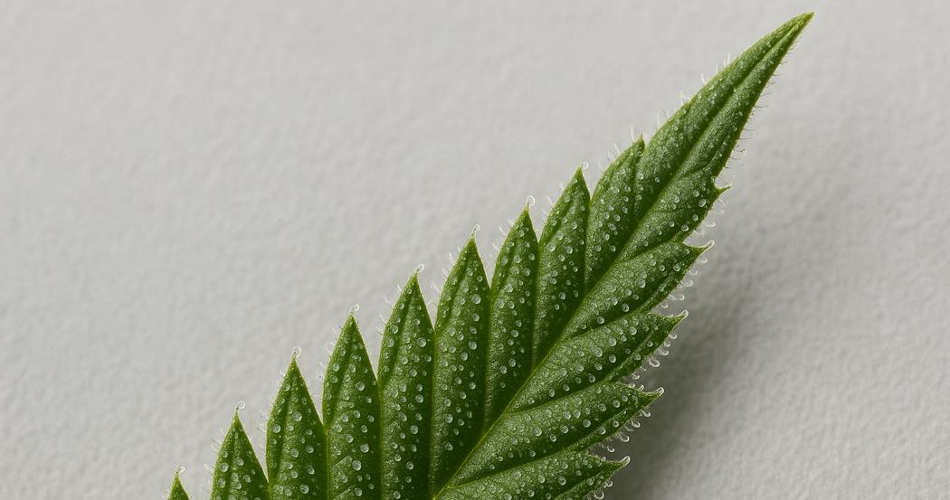 AI Generated Image: Macro side-angle image of a cannabis leaf highlighting fine serrations and milky trichomes against a neutral light-gray background.