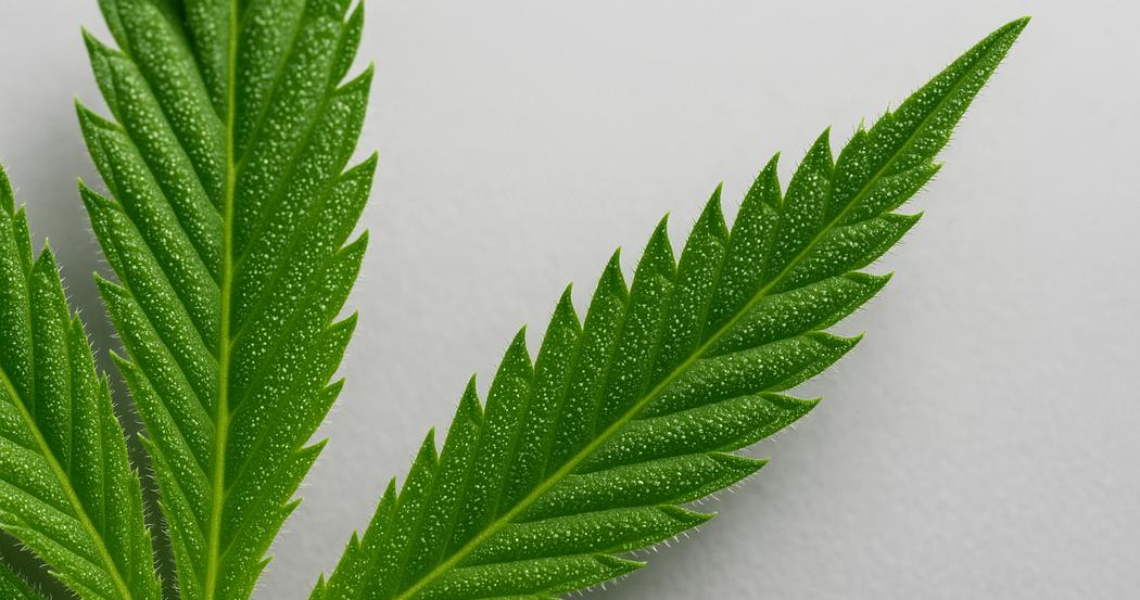 AI Generated Image: Close-up macro image of a cannabis leaf displaying fine serrations and visible trichomes against a light-gray matte background.