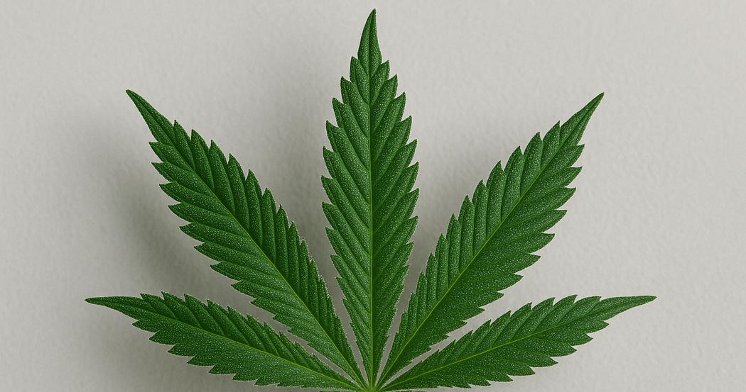 AI Generated Image: Macro low side angle photograph of a cannabis leaf showing fine serrations and sparkling trichomes against a neutral light-gray background.